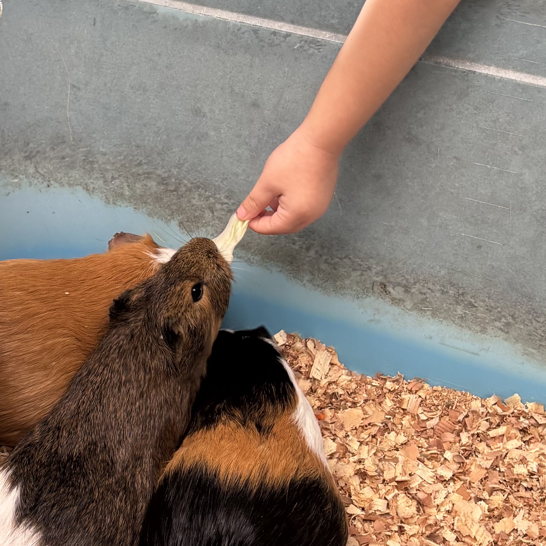 小動物に食べ物をあげるお子さま