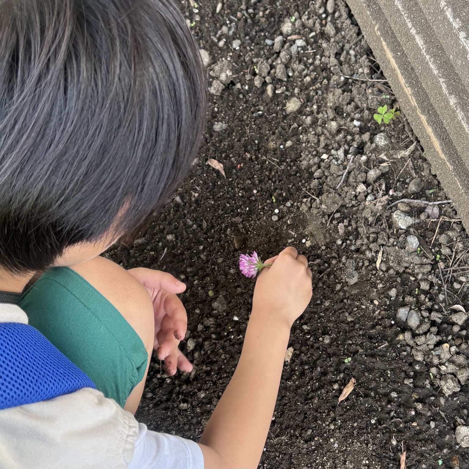 外遊びで見つけた花に触れるお子さま